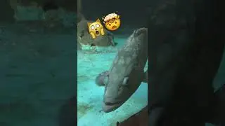 #live #shortvideo #song #subscribe #shorts #short #animals #knowledge #music #omletarcade