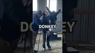 The Power of Positive Reinforcement: Donkey Saddle Training