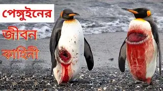 পেঙ্গুইনের জীবন কাহিনী | Penguin Documentary Bangla