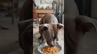 How to DOG Eating  #dog #aussie #aussiedog #aussiedogs #australia #chien