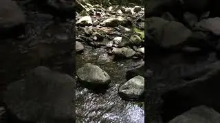 water meditation: Balch Creek in Macleay Park, Portland OR