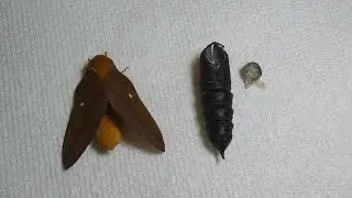FEMALE OAKWORM MOTH HATCHED FROM PUPA ON JULY 23!  🎉🎉 #moth #pupa