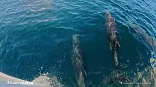 Visit Baja California Sur: Loreto, Muleg&eacute; y Santa Rosal&iacute;a
