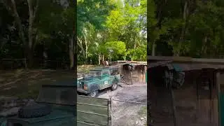 #disney #disneyworld #waltdisneyworld #animals #travel