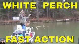 Rod busting Striped Bass while White Perch fishing.