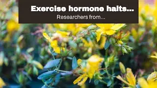 Exercise hormone halts Parkinson&rsquo;s disease symptoms in mouse study