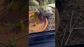 The fresh Dandelions are top tier! 👨&zwj;🍳🌼 #turtle #cutepets #tortoise #cuteturtle #russiantortoise