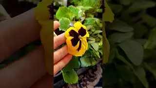 Купила бакопу и Виолу в цвету. Так хочется уже наблюдать цветение😍