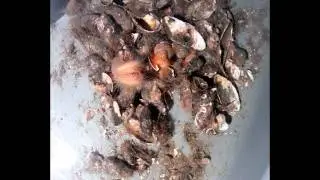 Limaria hians nesting time lapse 1