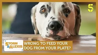 Wrong to feed your dog from your plate? Feat. Coco Khan & Charlie Rowley | Storm & Alexis
