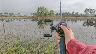 Spring Bed Fishing For BIG Bass