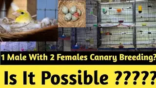 How To Breed Two Canary Females With One Male | Complete Breeding Guide | Canary birds in Pakistan
