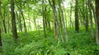 digital woodland camo Test 3