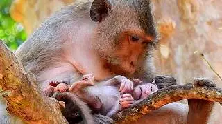 That`s so s@d.. Newly baby just born 7 days old is not proper nutrition, the mother tries first aid.