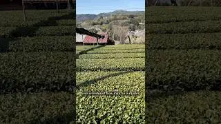 The Process to Make Matcha | green tea plant to matcha powder 🌱