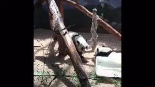 A tribute to Panda Nation Super Smash Bros.