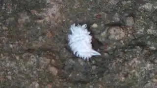 पत्ते खाने वाले कीड़े New Creature #creature Ajeeb Kitadu | अजीब कीड़े #कीड़े #मकोड़े