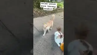 Jalan-jalan sore #kpop #pop #exo #automobile #treasure #cat #imut #kucing #prettycat #funny #shorts