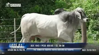 LOTE 01