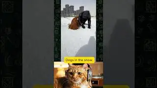 Dogs seeing snow for the first time 😂 #dogs #snow #funny  #shortvideo