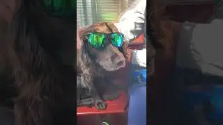New trend #funny #bunny #pets #petchallenge #nameinspiration #cute #petname