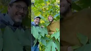 Food Forests are Popping Up in Boston!