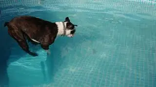 The Boston Terrier Team - Gucio - Learning to dive lesson nr. 3