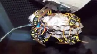 Кормление polistes dominula стрекозами 2