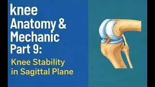 Knee stability in the sagittal plane