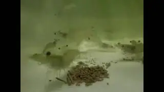 Vannamei Shrimp Farming ll Vannamei Shrimp feeding management ll Vannamei culture ll @PKSAquatics