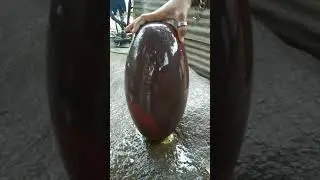 Unique brown Narmada Shivling for Temple worship size 12 inch  Mo. 8120 85 17 15