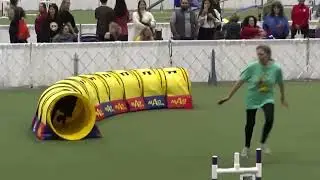 Great Dane in agility show 