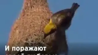 Ткачики - наверное, самые верные супруги на этой планете. Кто будет утверждать, что у них нет души?