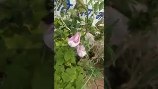 #viral#viralvideo#trending#trendingshorts#india#indian#garden#gardening#plants#flowers#green#love