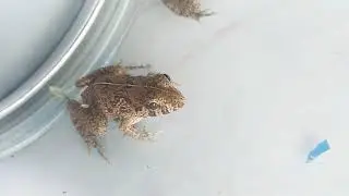 FROG (Genetic, Species, Features) | EXPERIMENT