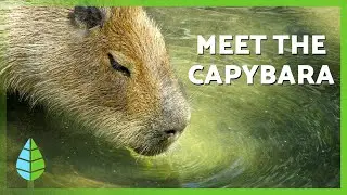 CAPYBARA FACTS 🤎 | Where They Live, What They Eat, and Unique Characteristics
