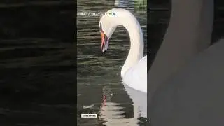 Peaceful Swan on Crystal Clear Water 🦢💧 | Calm Nature Short #shorts