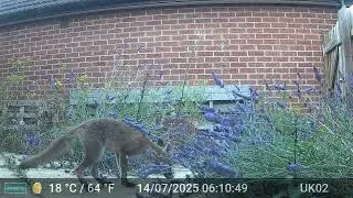 Photos & Videos GardePro A3 Trail Camera 2 of 2 Worcester, England 14th to 20th July 2025