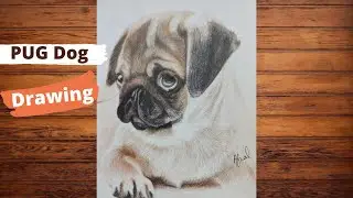 Creating a realistic sketch of Pug dog - Time-lapse | Sketching Art