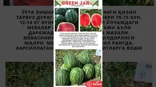 GREEN JAR F1 Yangi tarvuz urug&rsquo;lari #tarvuz #seminis #tomato #rouja