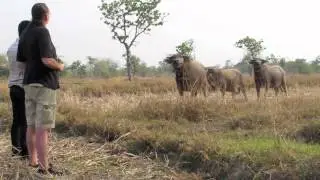 Water Buffalos Shoot 2