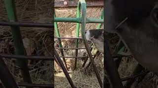 #tiktokstreamer #farmer #cows #roundbale #hay #dairyfarmlife #dairyfarmers #heifers #tiktoklives