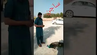 New Vlog Saraiki Vlog .Sajan Qazi,#Gashkoristudiomela