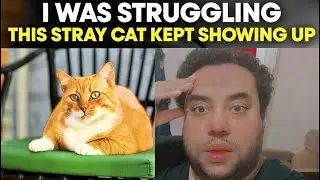 When I Was Broken, a Stray Cat Found Me