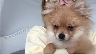 WHAT IT'S LIKE TO OWN A POMERANIAN PUPPY | Sandianaa vlogs