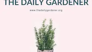 January 22, 2020 The Wardian Case, Winter Garden Design Tips, Francis Bacon, Heinrich...