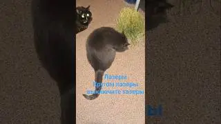 #cat #funnycats #chat #shamzin #catvideos #cute #fatcat #coolcats #pets #love #kitties