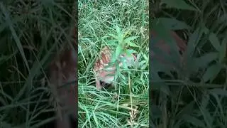 Laying track found Bambi #outdoors #adventure #hunting #deer #dog #tracking #sportdog #wildlife