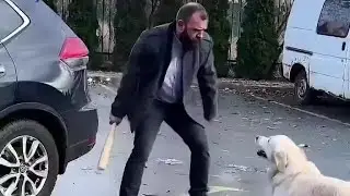 A Dog With Cleaver Mind Live