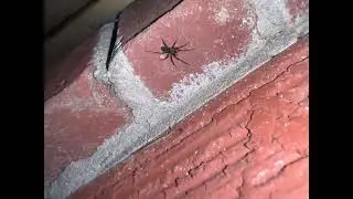 What kind spider this is YouTube out in the Cold